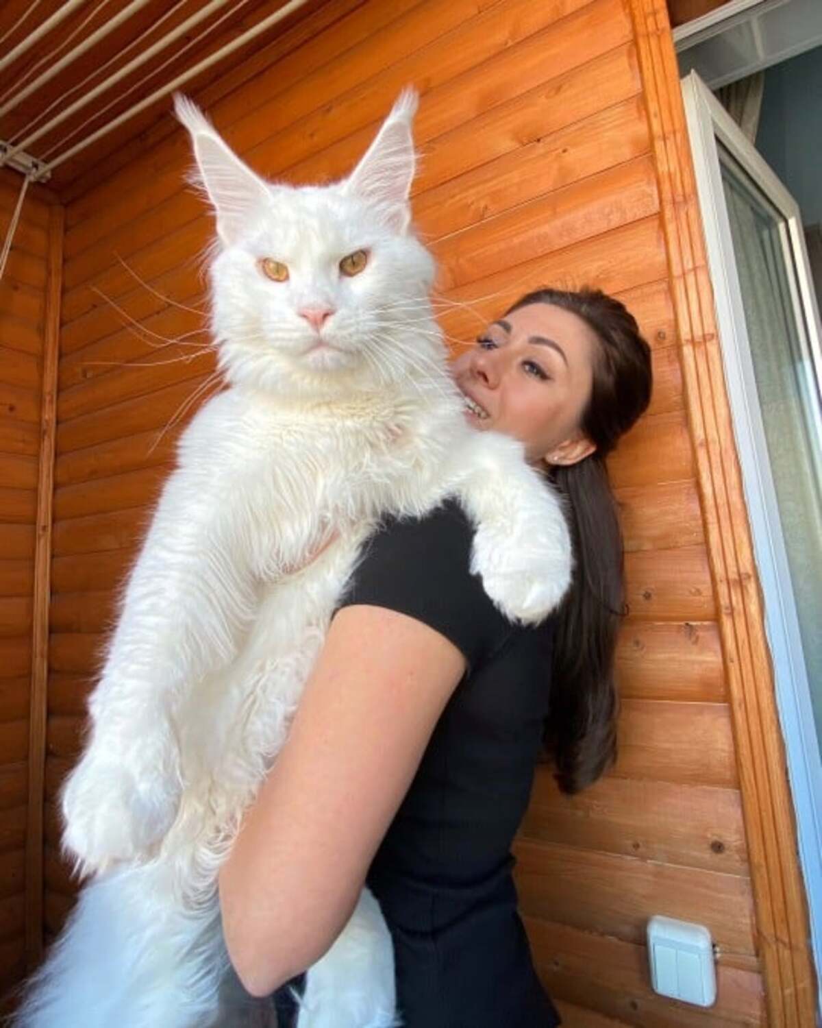 Maine Coon
