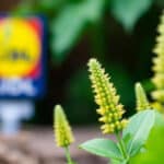 Natuur & Milieu start met Lidl en telers pilot voor minder bestrijdingsmiddelen