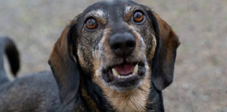 Waarom blaffen honden