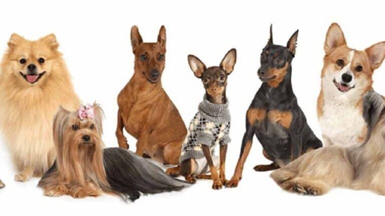 Welk type hond zou jij adopteren