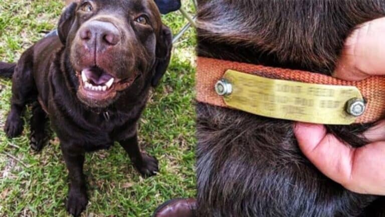 Ze voedden een zwerfhond