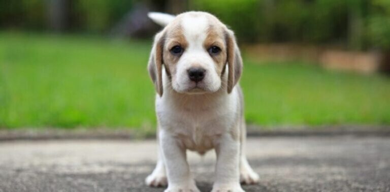 Deze 10 hondenrassen