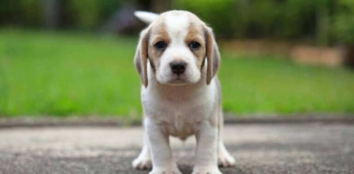 Deze 10 hondenrassen