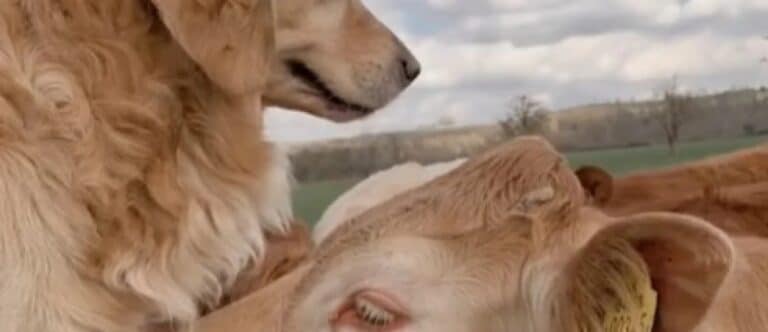 golden retriever en zijn favoriete