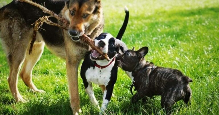 Dierenartsen waarschuwen