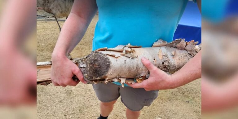 Een stuk hout op de stoep verbergt iets