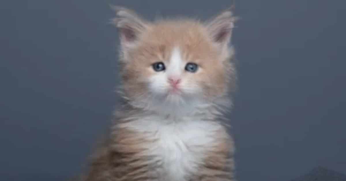 Maine Coon kitten