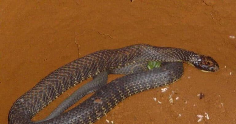 Australië's dodelijkste slangen