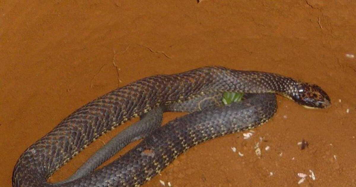 Australië's dodelijkste slangen