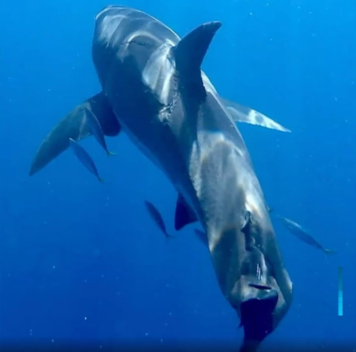 Witte haai met gigantisch litteken 1