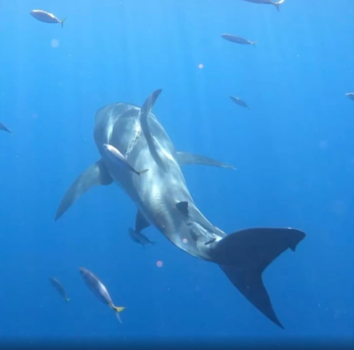 Witte haai met gigantisch litteken 2