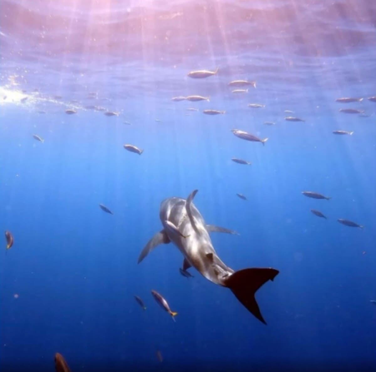 Witte haai met gigantisch litteken 2