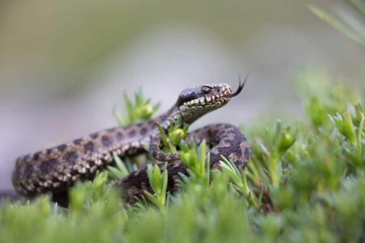 2 Je tuin trekt mogelijk adders aan