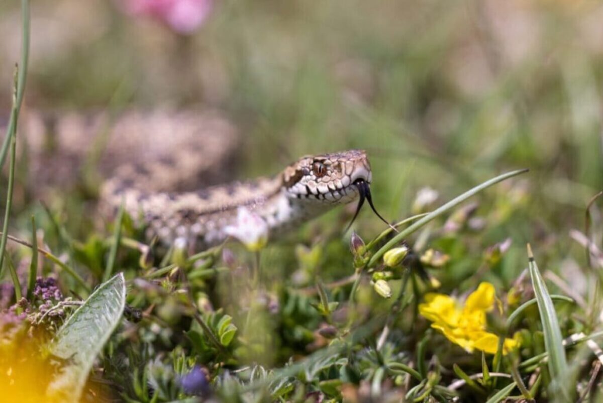 3 Je tuin trekt mogelijk adders aan
